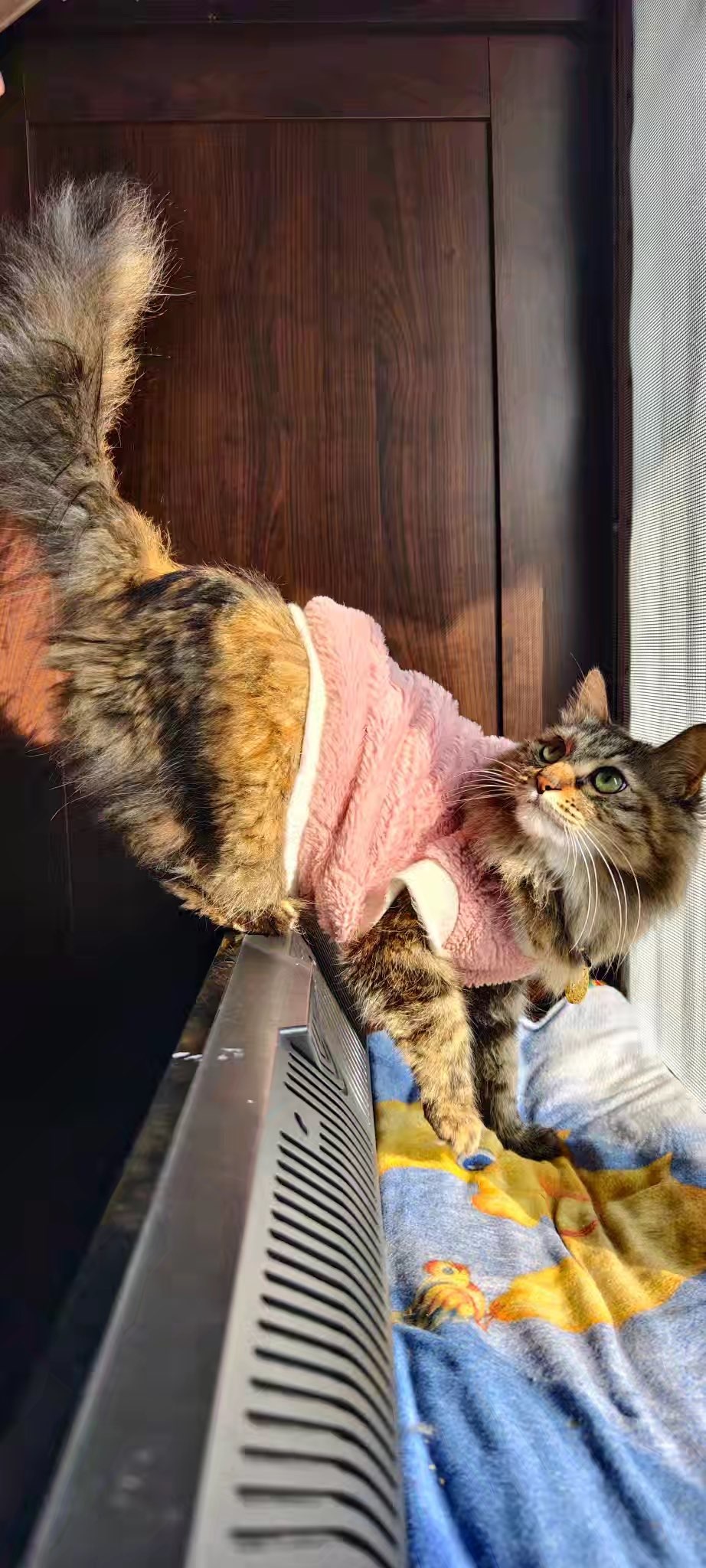 婷儿！旺旺旺主播图片