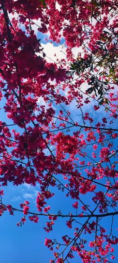 妞妞骑行漳州的图片