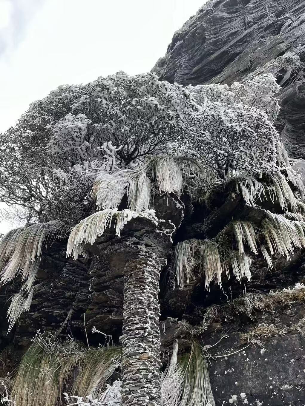 傻白喵不甜😂的主播照片