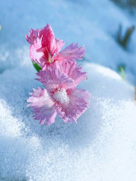 天王盖地虎虎044的图片