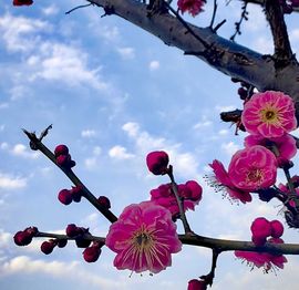 天王盖地虎虎044的图片