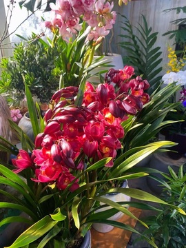 安妮等你来点歌的图片