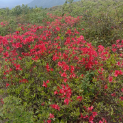 ❤️心里的海❤️