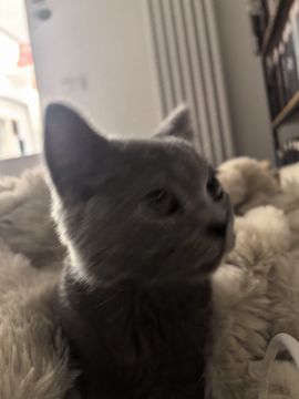 新人久月主播照片