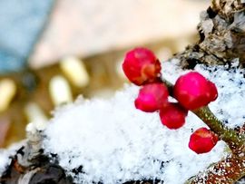 天王盖地虎虎044的图片