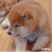 💞魂断蓝桥💞