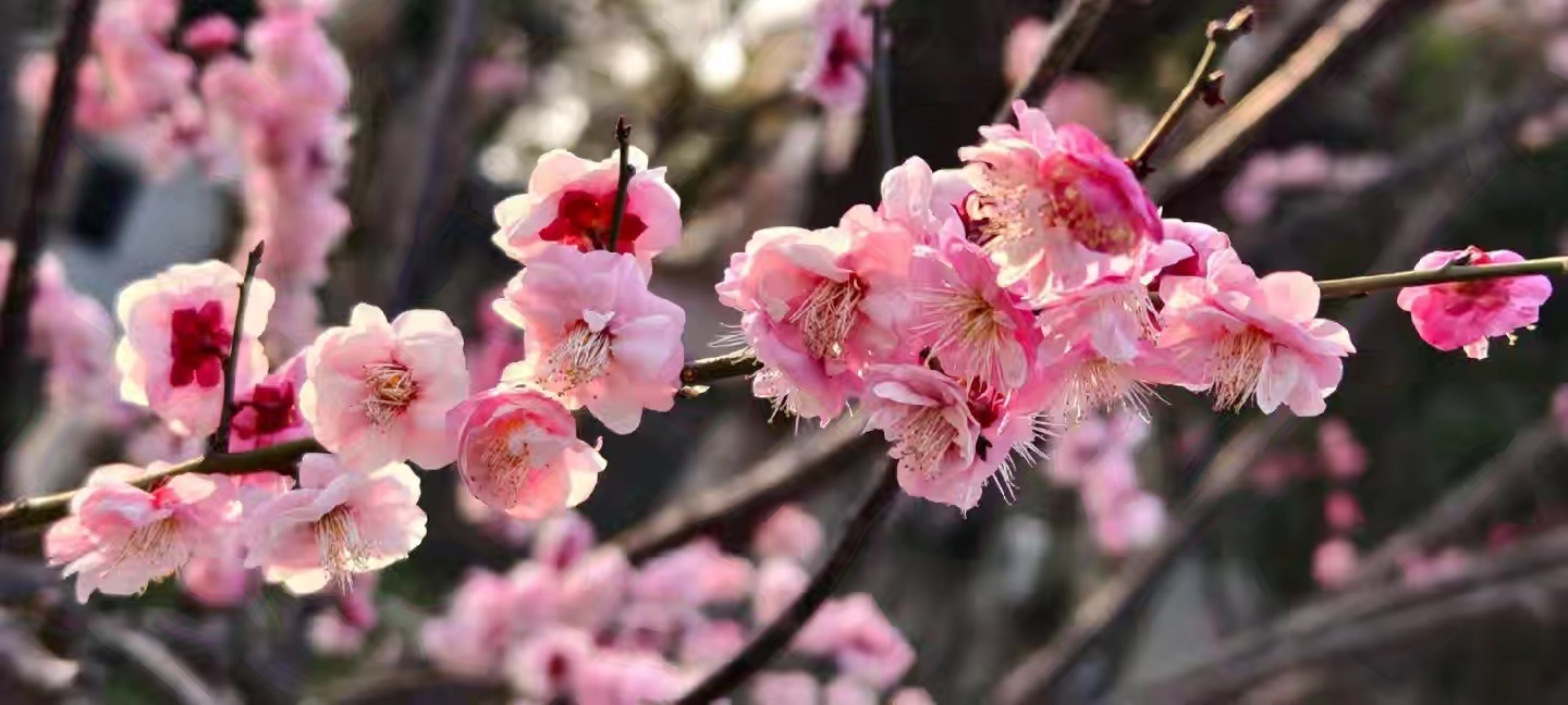 婷儿（新年快乐哦）主播图片