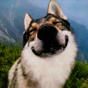 狗富贵互相望！望汪旺