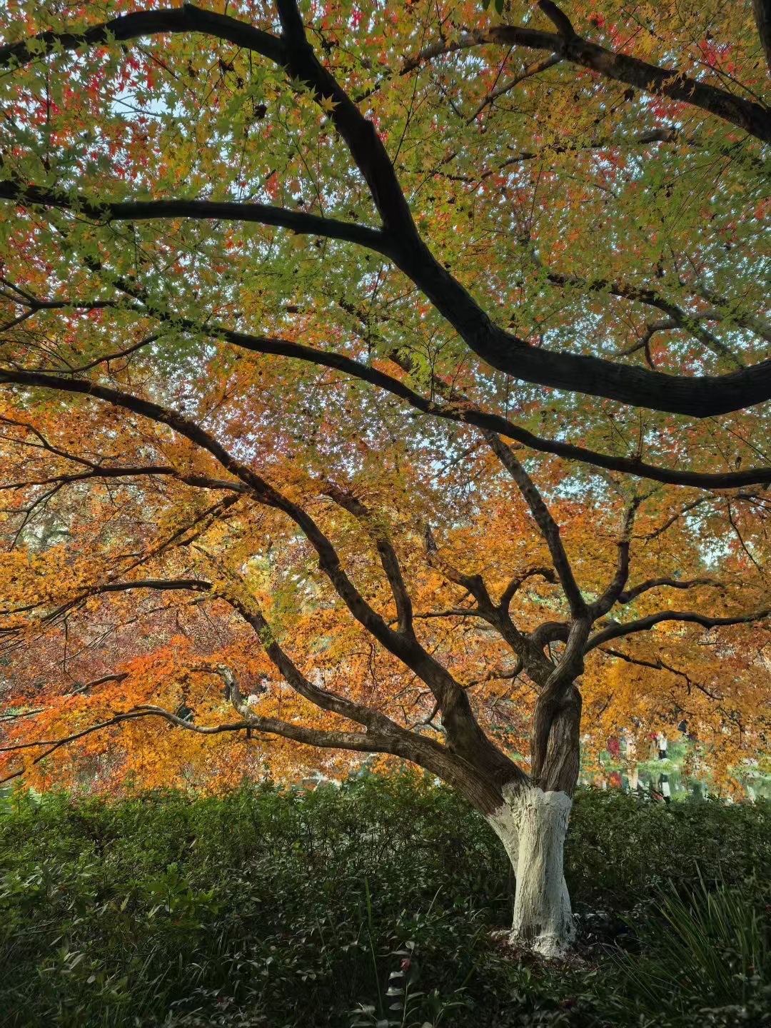 代理心雨越来越好主播图片
