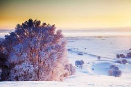 天王盖地虎虎044的图片