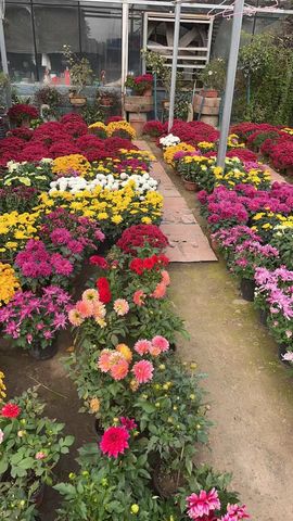 龙蛋格格🎵哆咪呦的图片