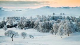 天王盖地虎虎044的图片