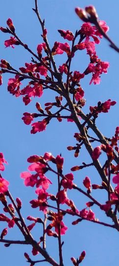 妞妞骑行古田县的图片