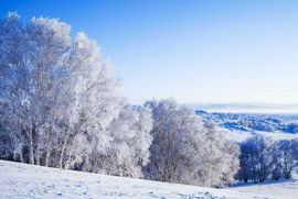 天王盖地虎虎044的图片