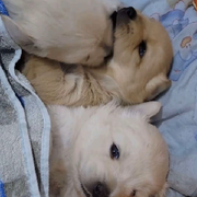 网戀被騙五十萬