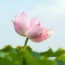 莲花飘香ylj的头像