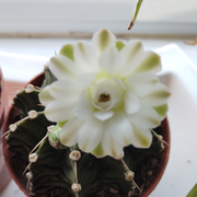 百丈冰封万里云