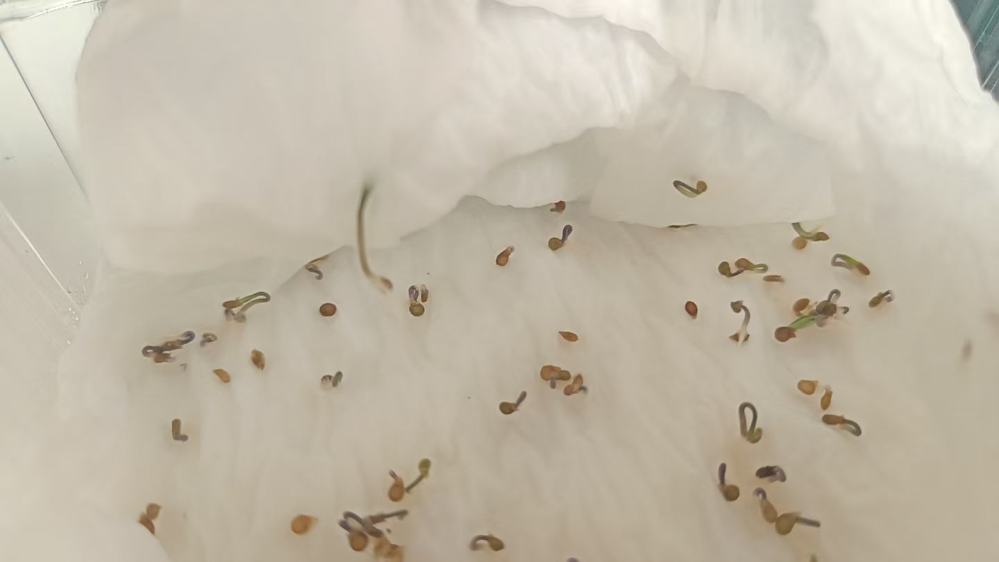 金麒麟好运连连🎵主播图片