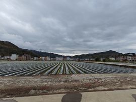 螺蛳粉超爱最美@叶子的图片