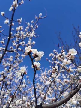 天王盖地虎虎044的图片