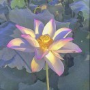 独看夕阳{唐云清}