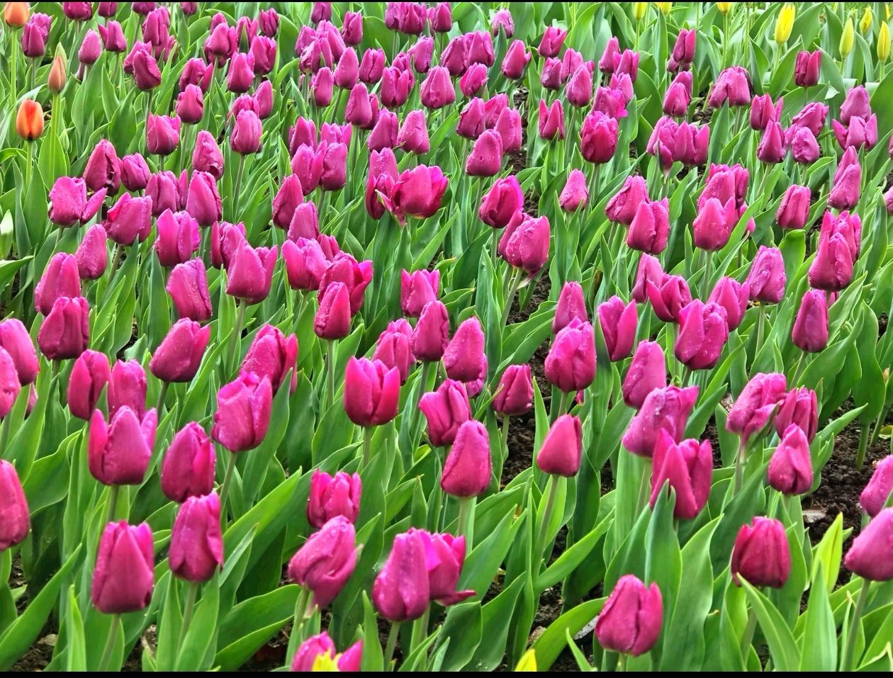 ?花香染晨?主播圖片