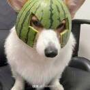 子森q