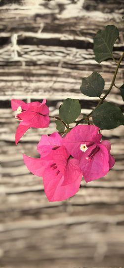 陈思郦🍀听经典主播照片