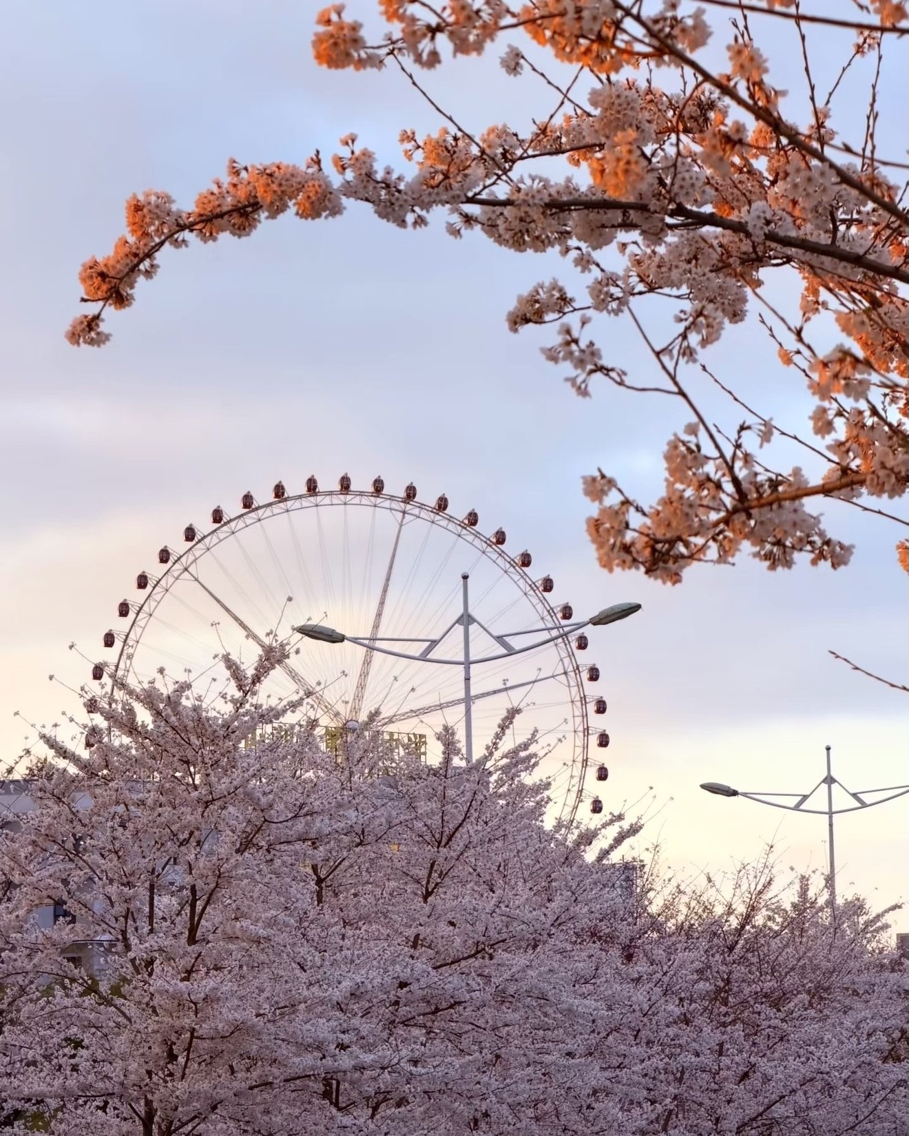 楊念念吖主播圖片