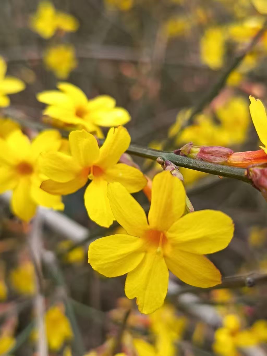 我叫野百合????主播圖片