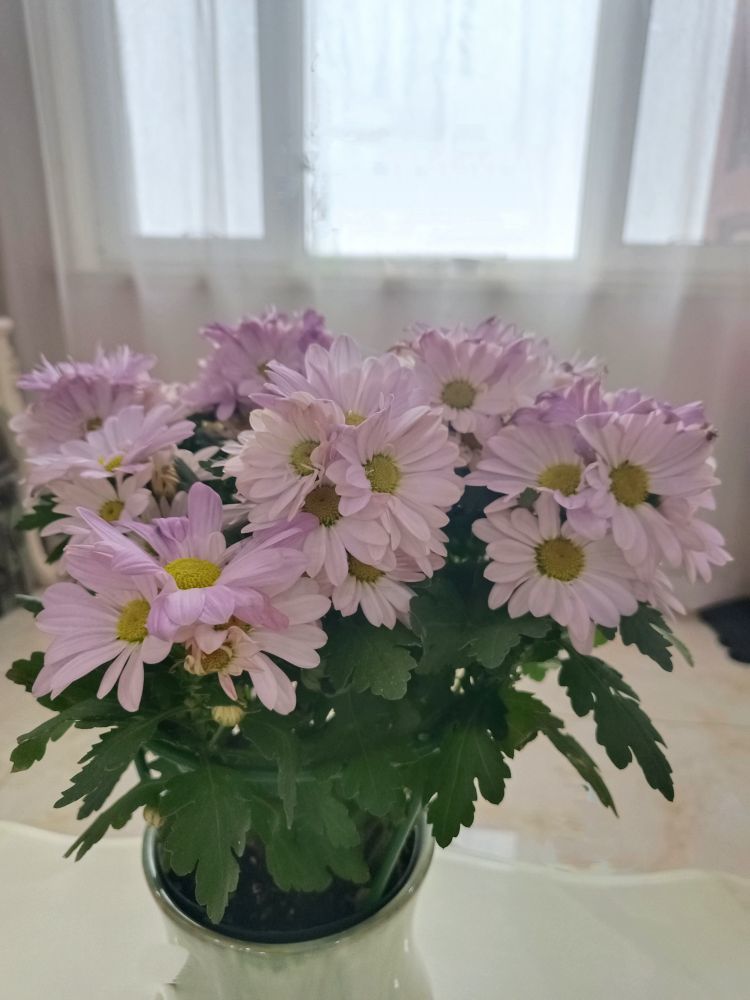 金麒麟安靜唱歌??的主播照片