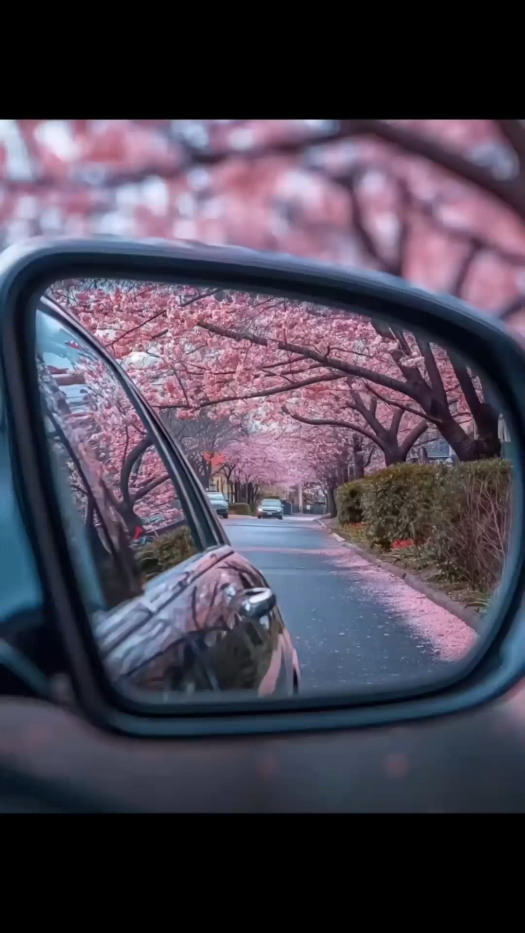 我不能太清醒，不然怎