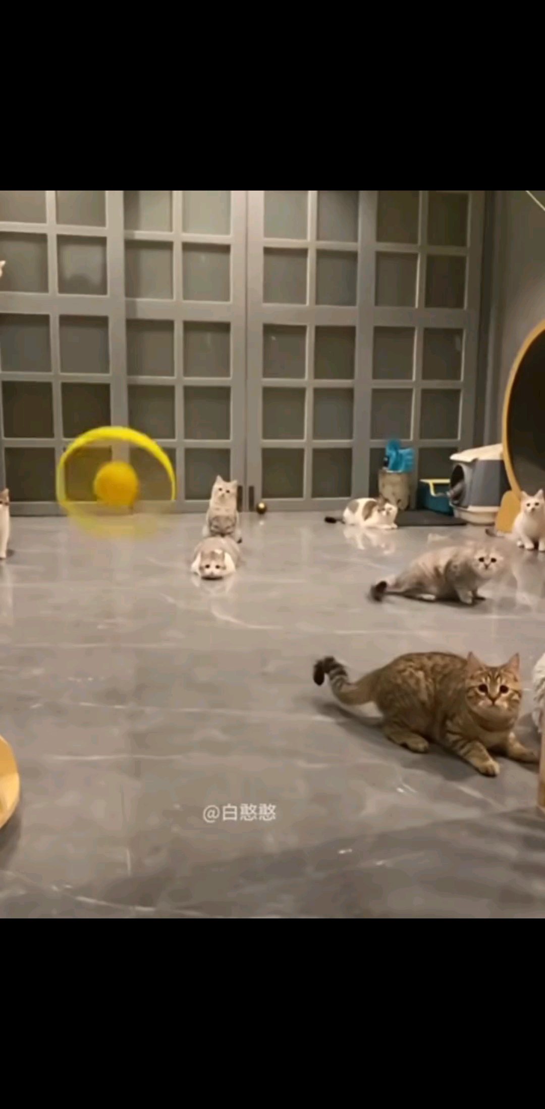 好奇害死猫😺 是猫