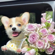 洁儿宝宝晚点播