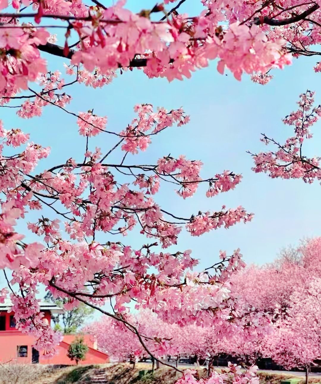 ?花香染晨?主播圖片