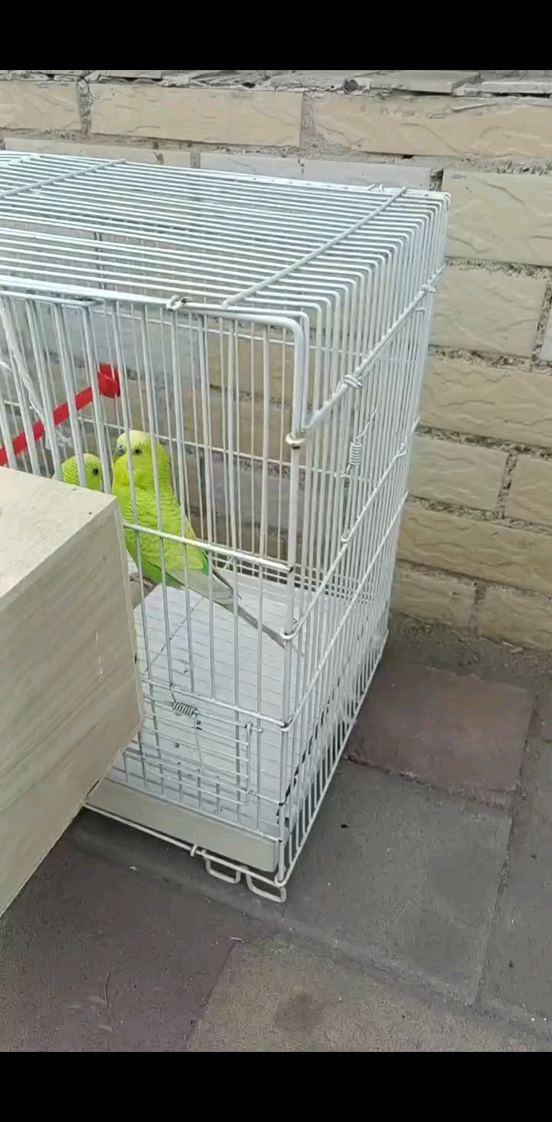 打扰了它两个谈恋爱啦