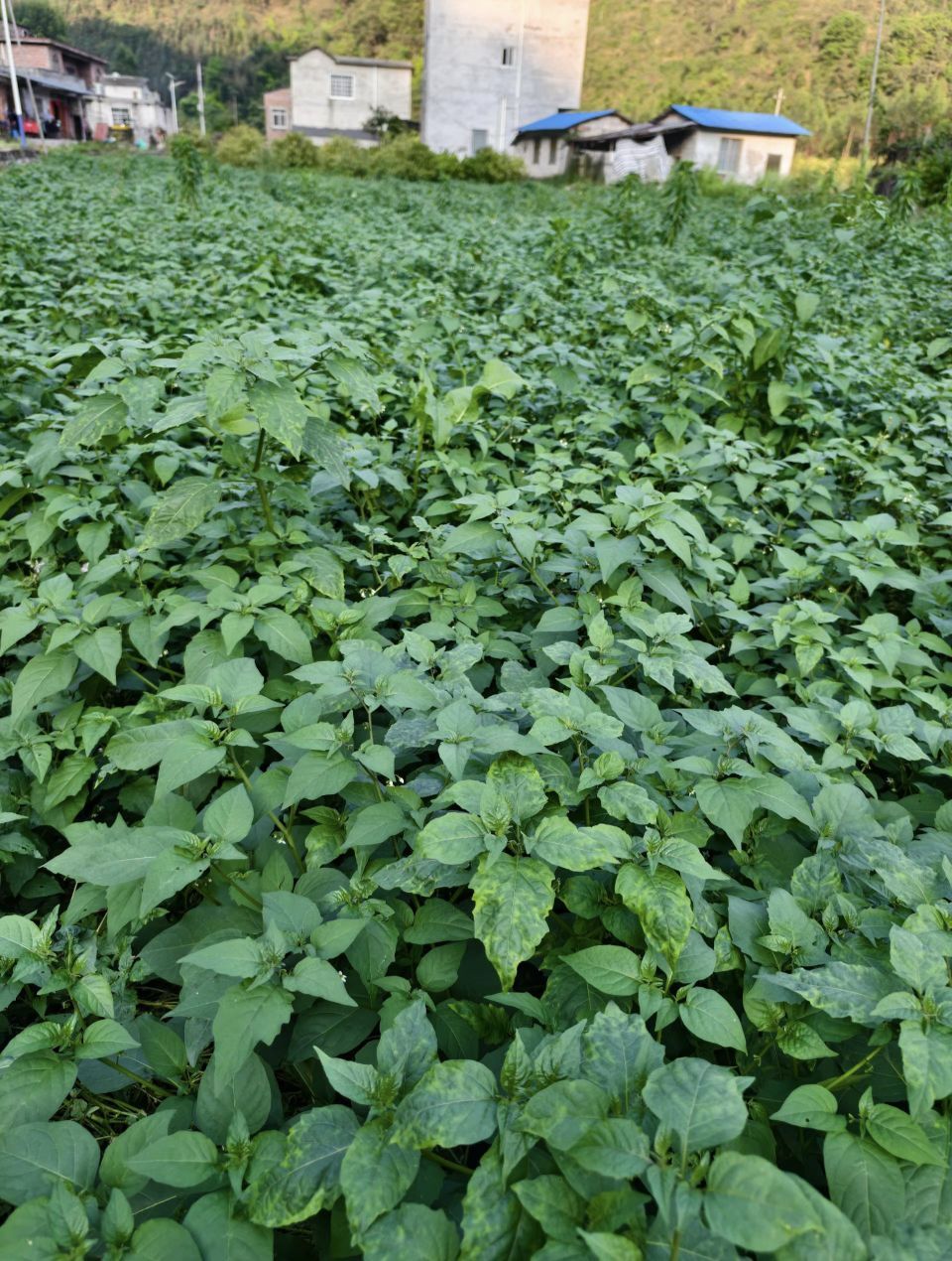 糖笑笑゛等風(fēng)也等伱主播圖片