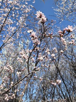 活捉一只小可奈的图片