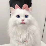 只愿与猪偕白头