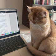 新人-板栗😊的头像