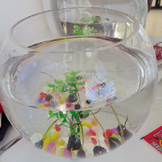 芙嘟嘟