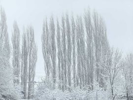 天王盖地虎虎044的图片