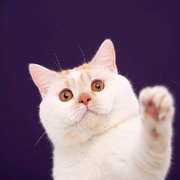 凌御九霄的头像