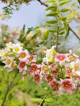 天王盖地虎虎044的图片