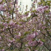 大7灰7狼的头像