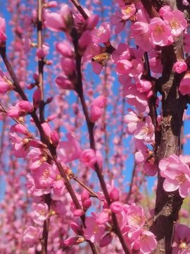 天王盖地虎虎044的图片