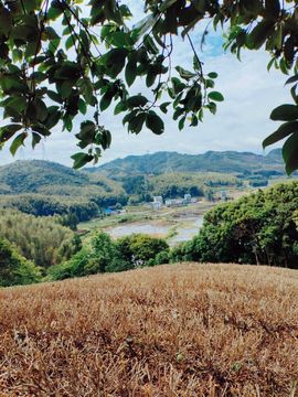 天王盖地虎虎044的图片