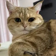 打打符3242的頭像