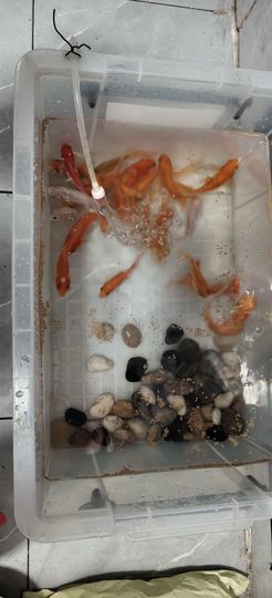 掰掰c的图片
