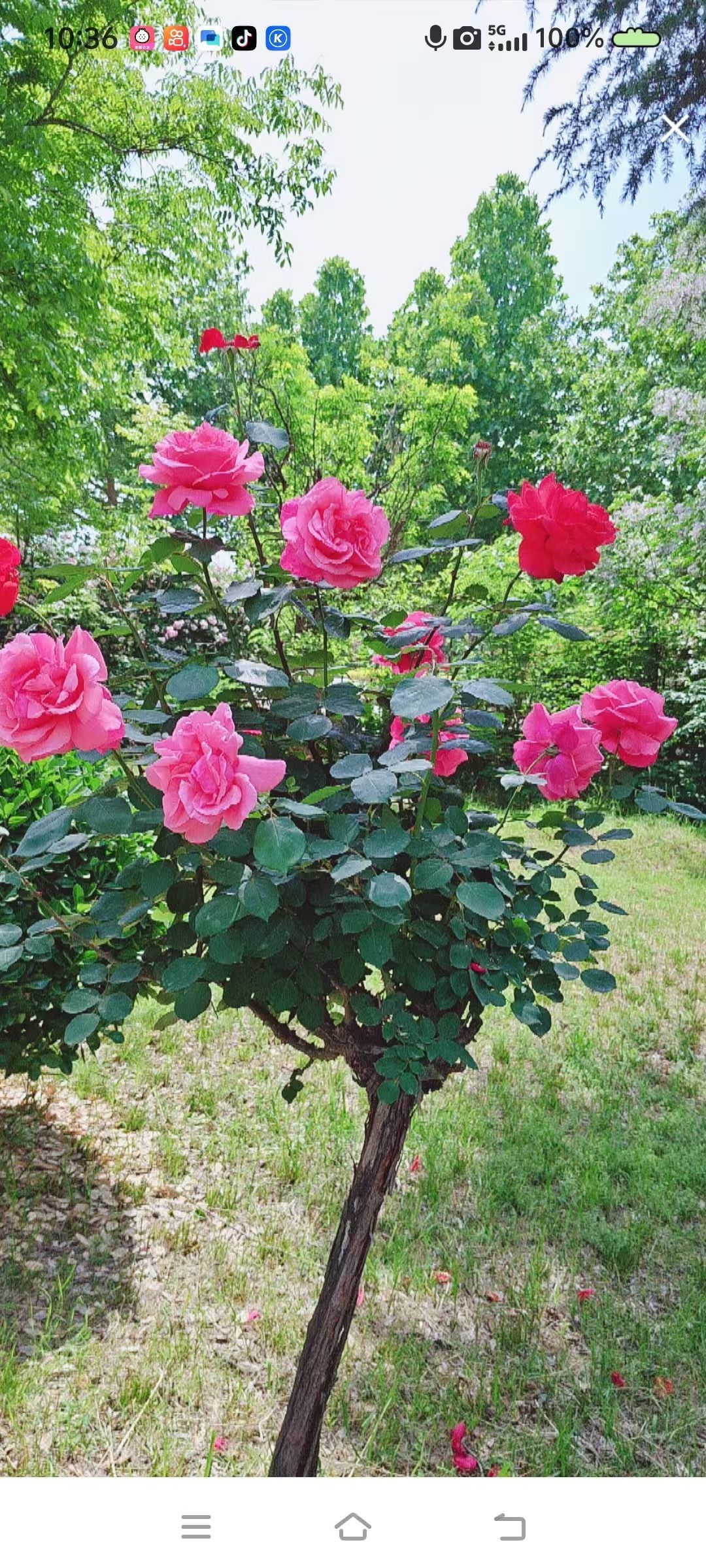 小芳，🌸的主播照片